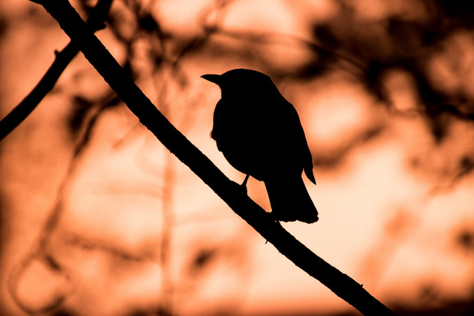Our National Bird is What???